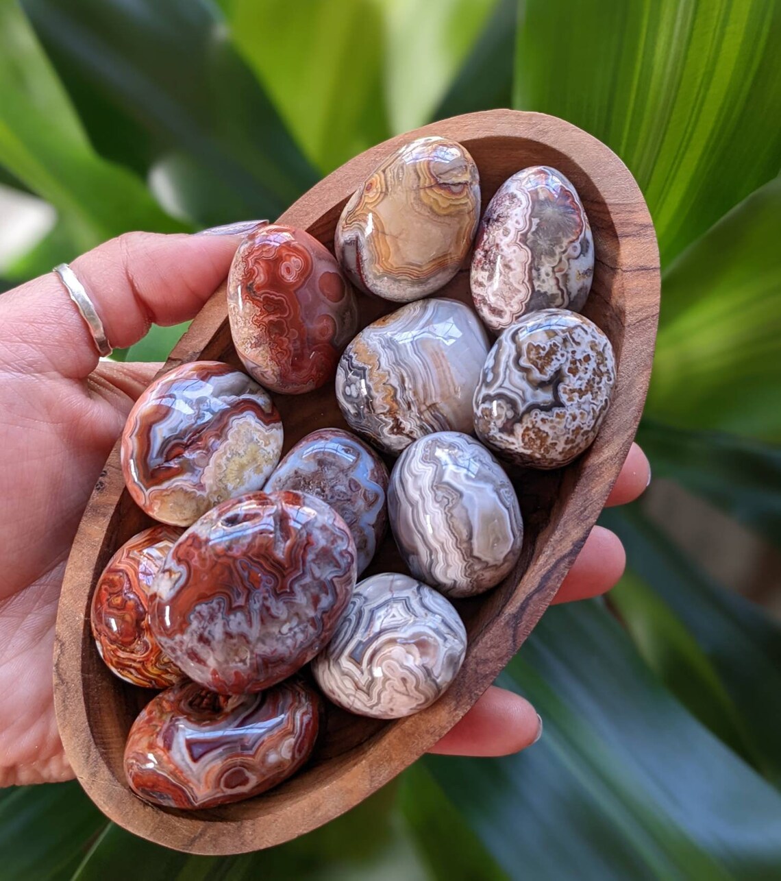 Crazy Lace Or Mexican Crazy Lace - Tumbling Rough